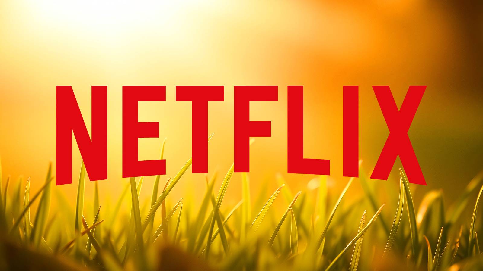 netflix-logo-in-summer-grass.jpg